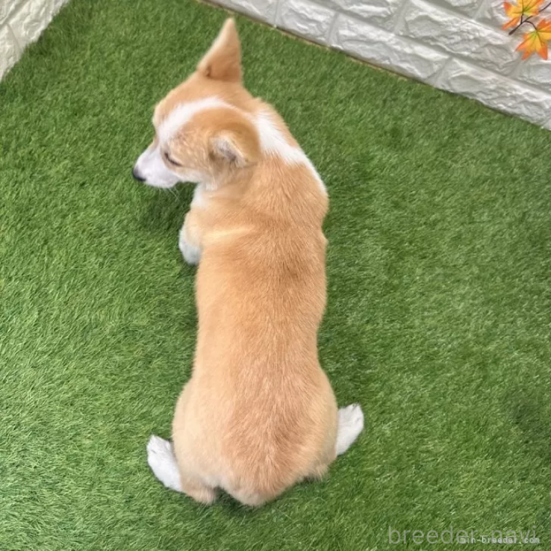 販売中の愛知県のウェルシュコーギーペンブローク-414576の2枚目