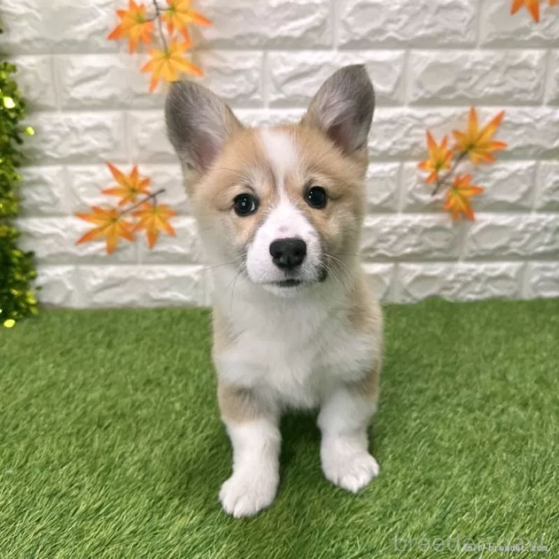 販売中の愛知県のウェルシュコーギーペンブローク-423506