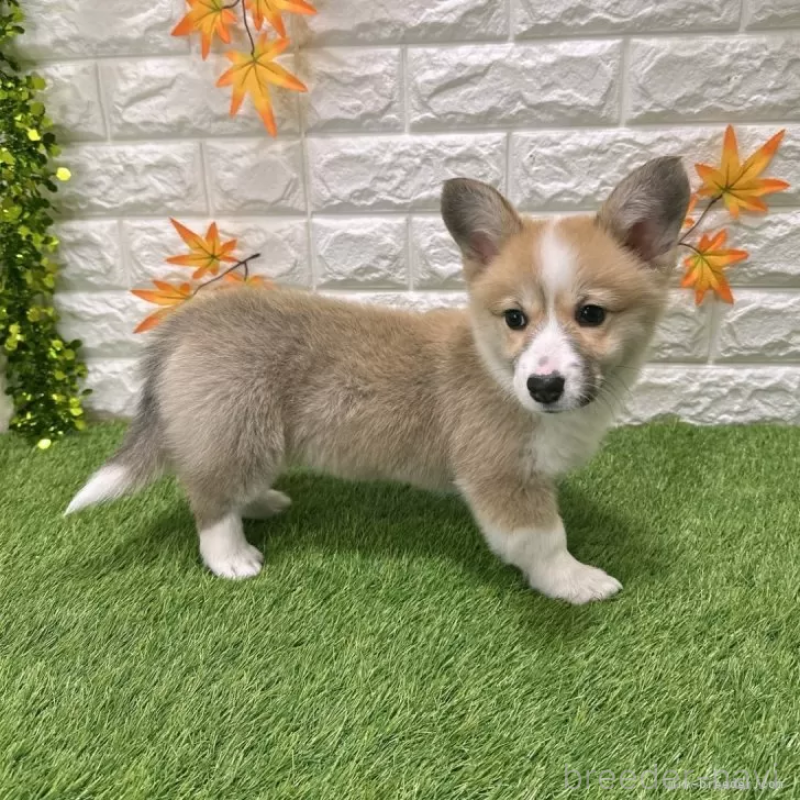 成約済の愛知県のウェルシュコーギーペンブローク-423506の5枚目