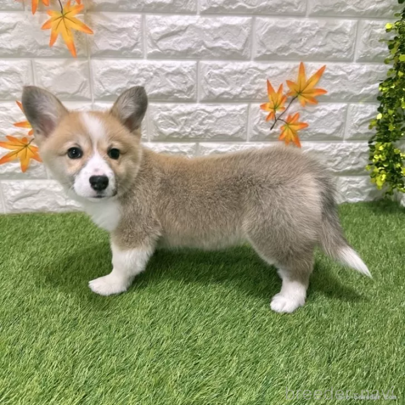 成約済の愛知県のウェルシュコーギーペンブローク-423506の4枚目