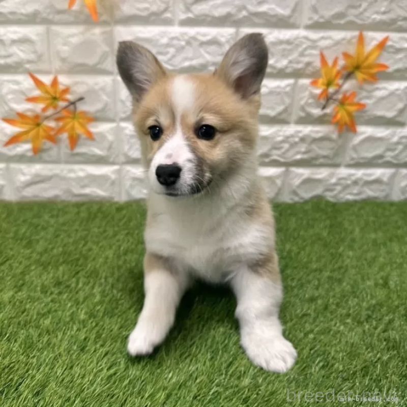 成約済の愛知県のウェルシュコーギーペンブローク-423506の3枚目