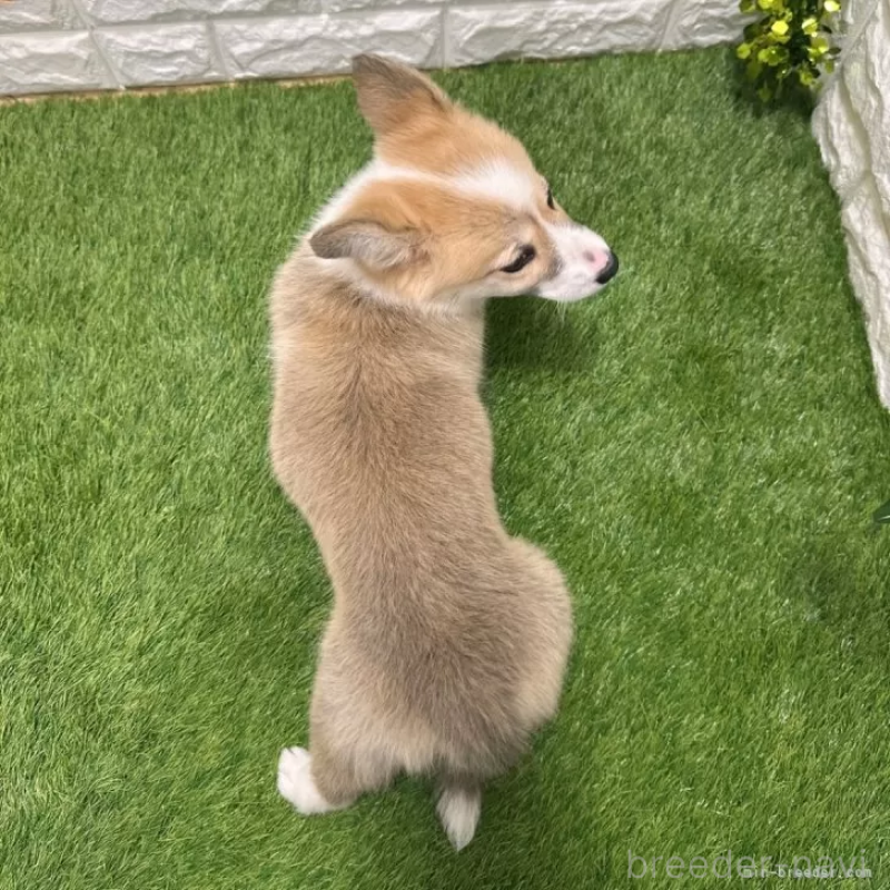 成約済の愛知県のウェルシュコーギーペンブローク-423506の2枚目