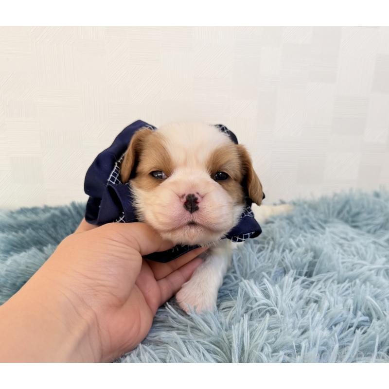 販売中の埼玉県のキャバリアキングチャールズスパニエル-431904の5枚目