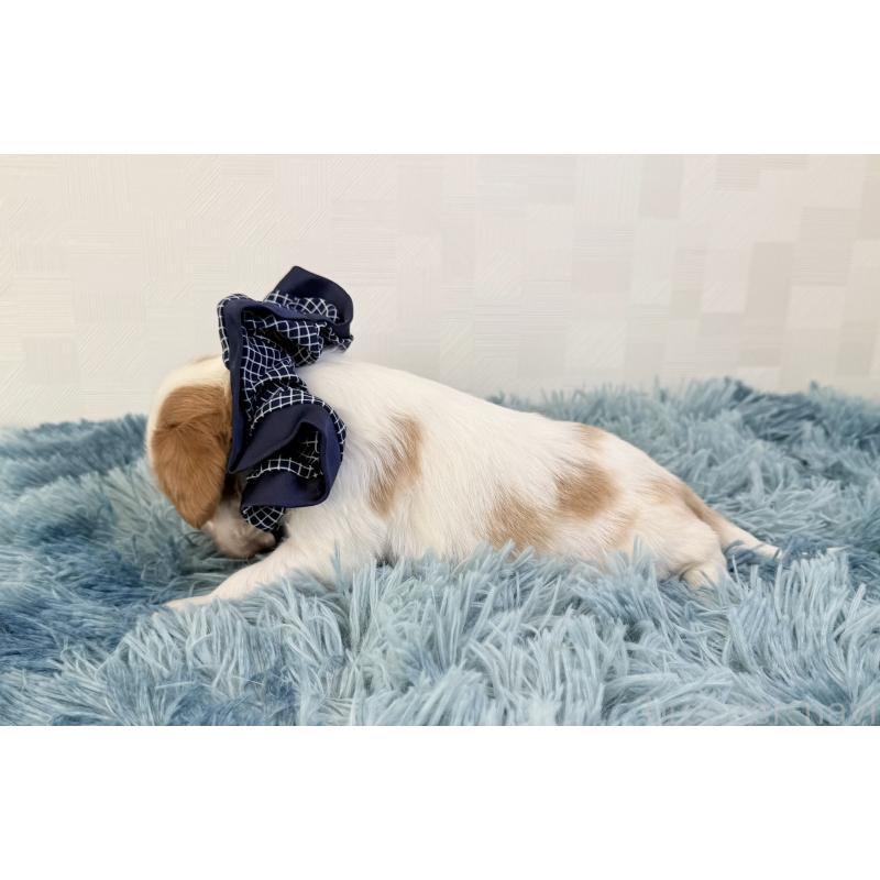 販売中の埼玉県のキャバリアキングチャールズスパニエル-431904の4枚目