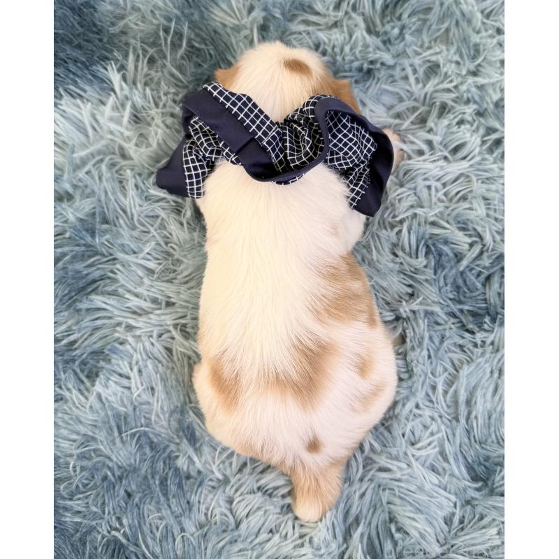 販売中の埼玉県のキャバリアキングチャールズスパニエル-431904の3枚目