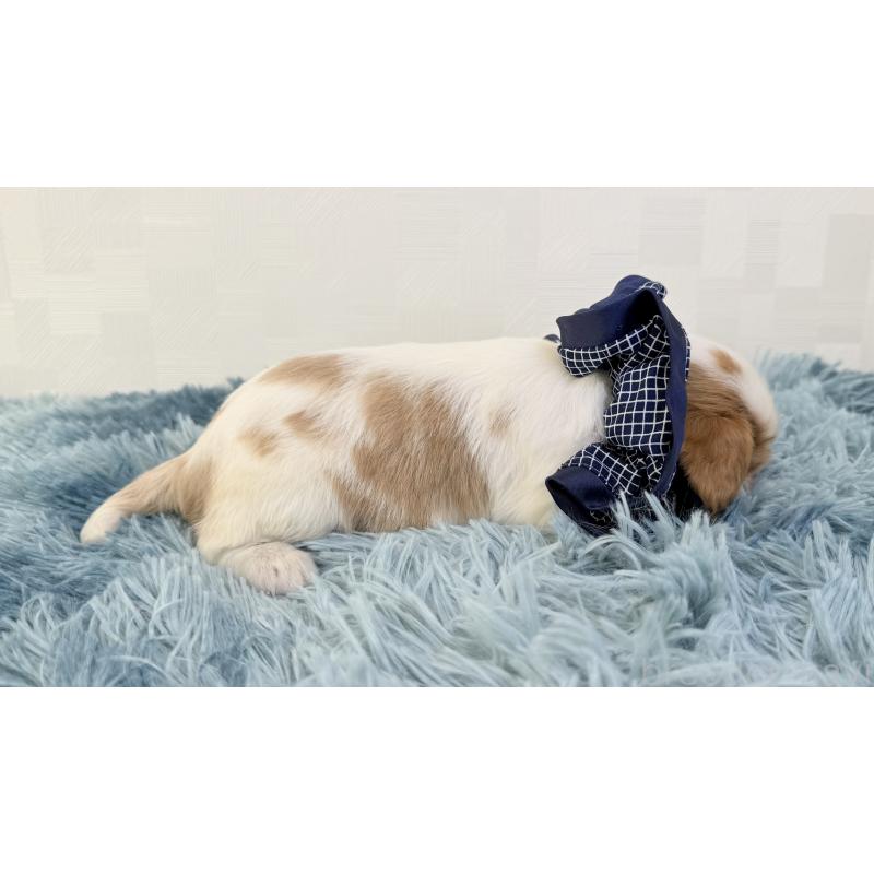 販売中の埼玉県のキャバリアキングチャールズスパニエル-431904の2枚目