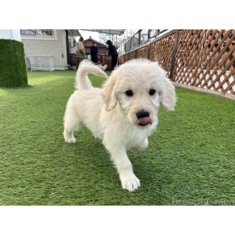 販売中の岡山県のゴールデンドゥードル:ゴールデンレトリーバー×プードル-431906の5枚目