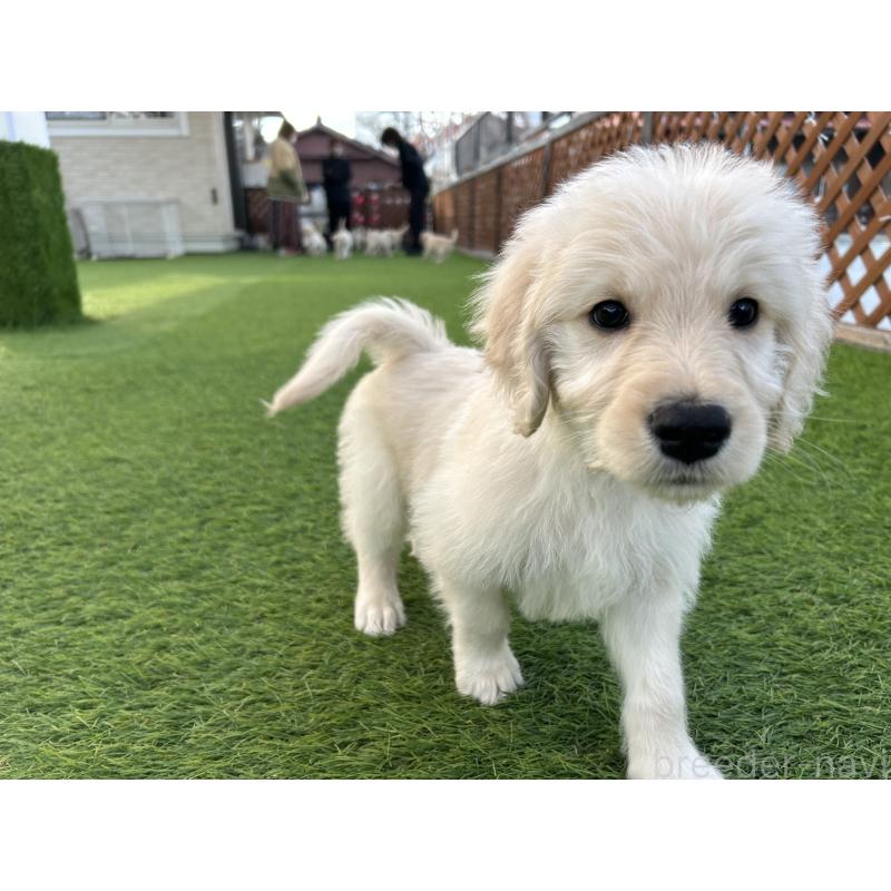 販売中の岡山県のゴールデンドゥードル:ゴールデンレトリーバー×プードル-431906の3枚目