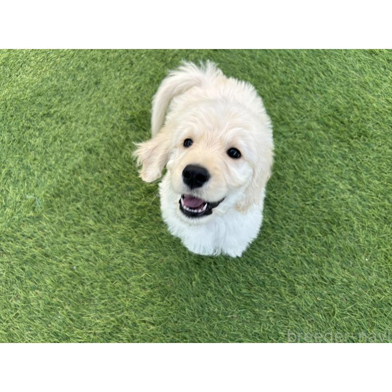 販売中の岡山県のゴールデンドゥードル:ゴールデンレトリーバー×プードル-431906の2枚目