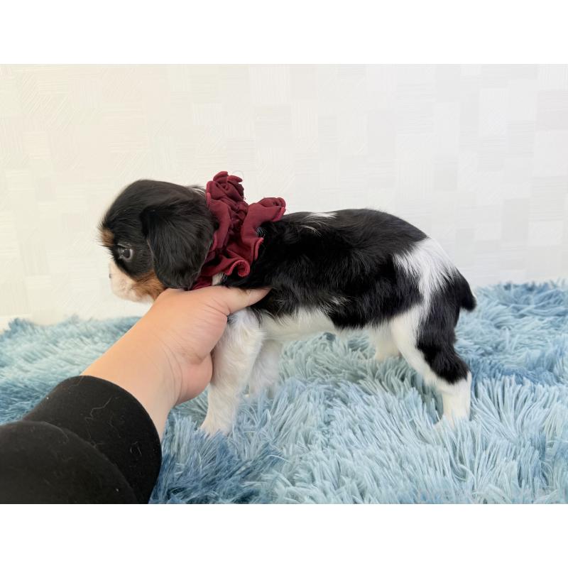 販売中の埼玉県のキャバリアキングチャールズスパニエル-428071の4枚目