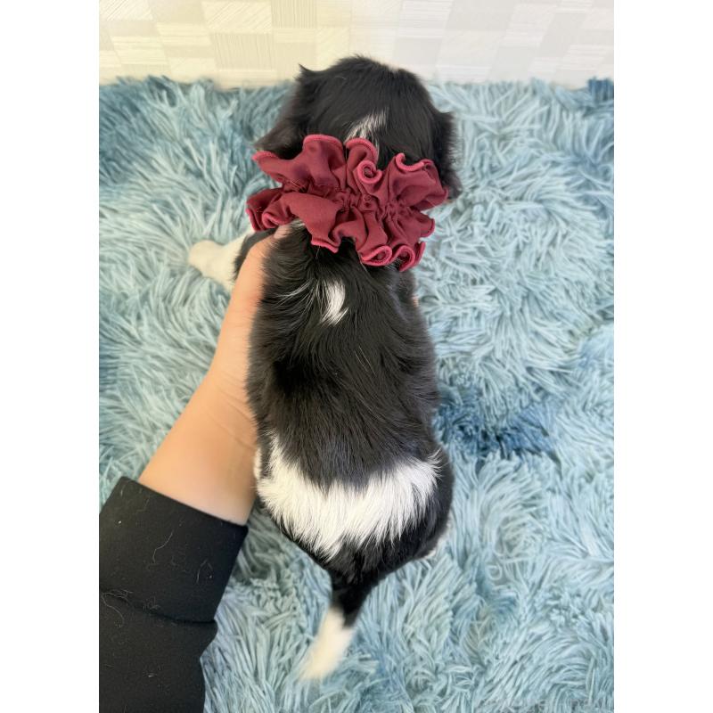 販売中の埼玉県のキャバリアキングチャールズスパニエル-428071の3枚目