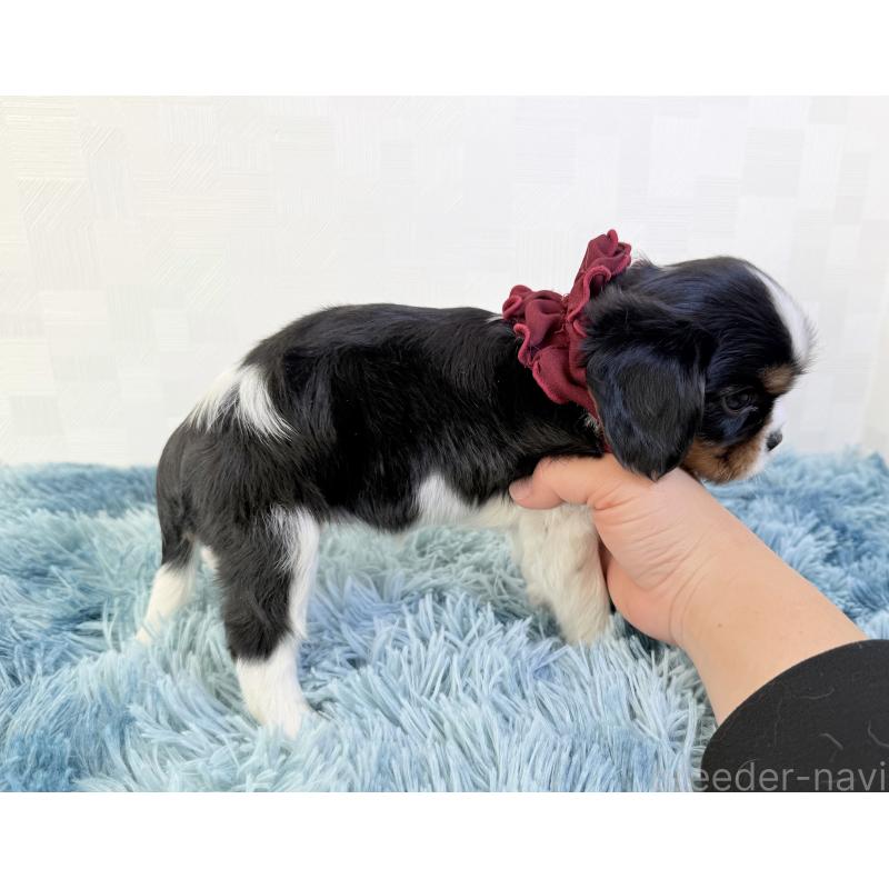 販売中の埼玉県のキャバリアキングチャールズスパニエル-428071の2枚目