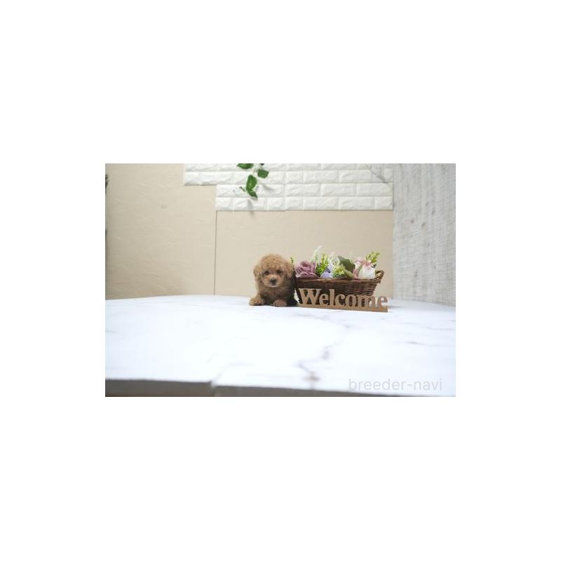販売中の滋賀県のタイニープードル-431907の5枚目