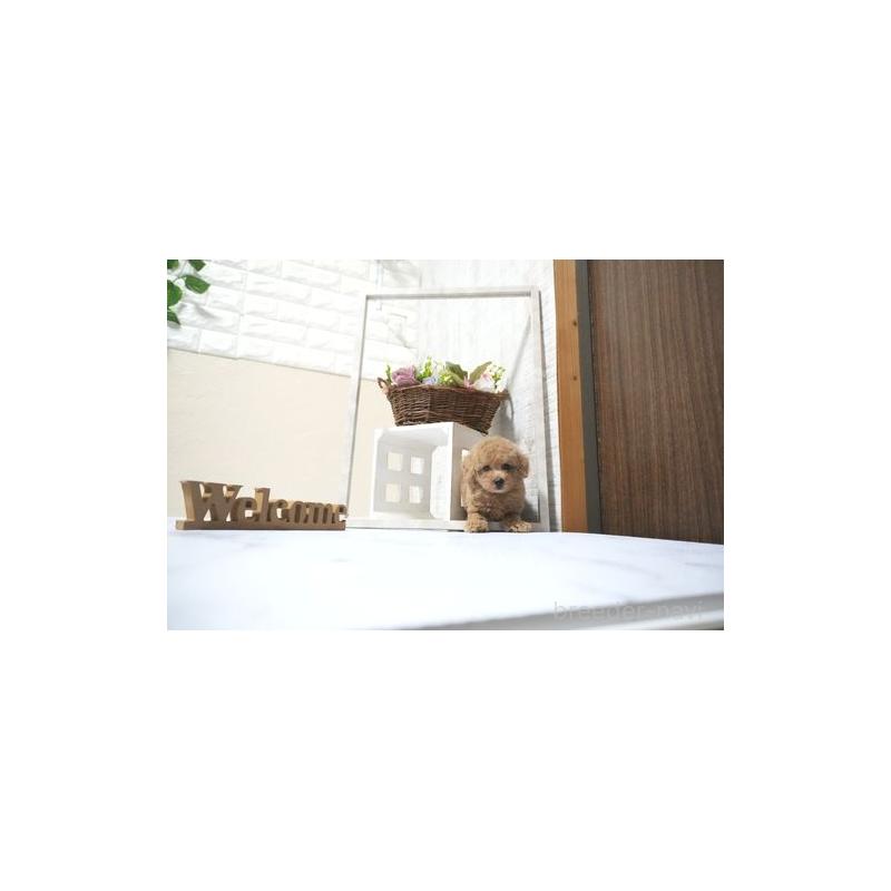 販売中の滋賀県のタイニープードル-431907の4枚目