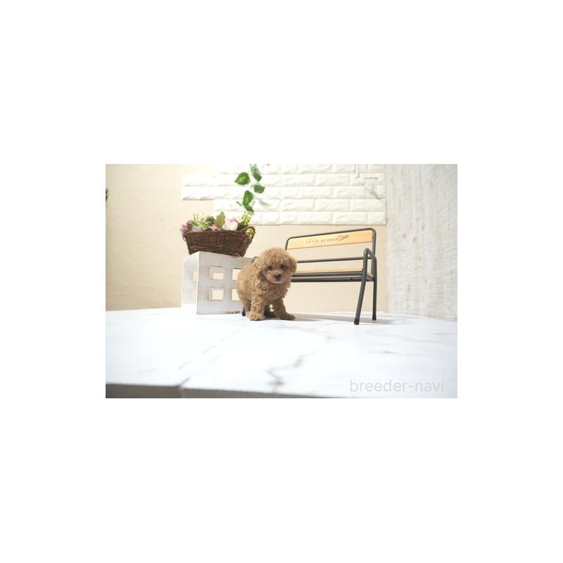 販売中の滋賀県のタイニープードル-431907の2枚目