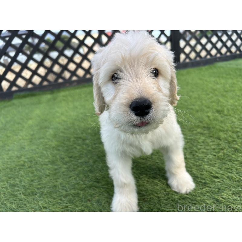 販売中の岡山県のゴールデンドゥードル:ゴールデンレトリーバー×プードル-431908の6枚目