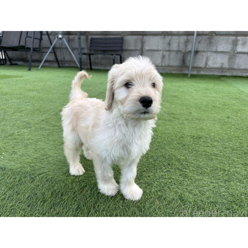 販売中の岡山県のゴールデンドゥードル:ゴールデンレトリーバー×プードル-431908の5枚目