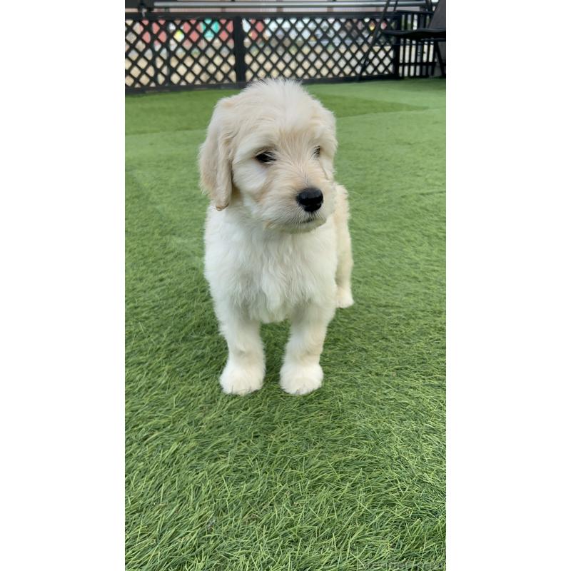 販売中の岡山県のゴールデンドゥードル:ゴールデンレトリーバー×プードル-431908の4枚目