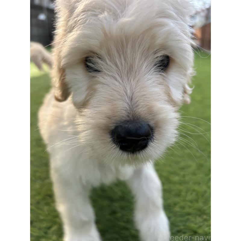 販売中の岡山県のゴールデンドゥードル:ゴールデンレトリーバー×プードル-431908の3枚目