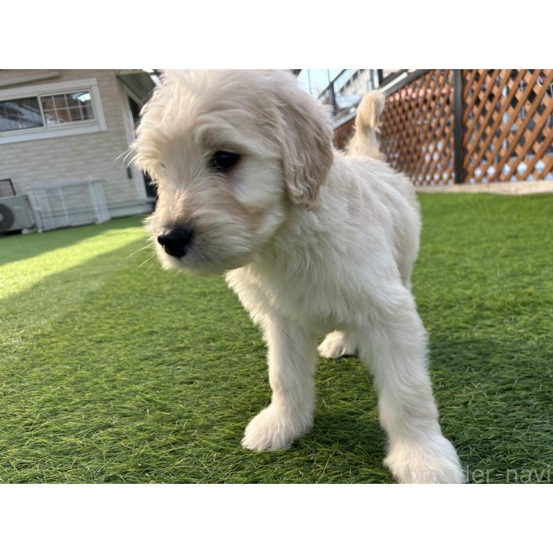 販売中の岡山県のゴールデンドゥードル:ゴールデンレトリーバー×プードル-431908の2枚目