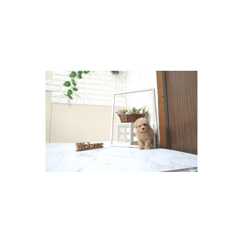 販売中の滋賀県のタイニープードル-431909の5枚目