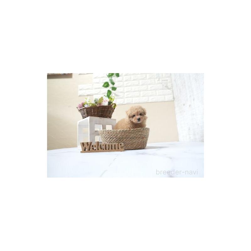 販売中の滋賀県のタイニープードル-431909の2枚目