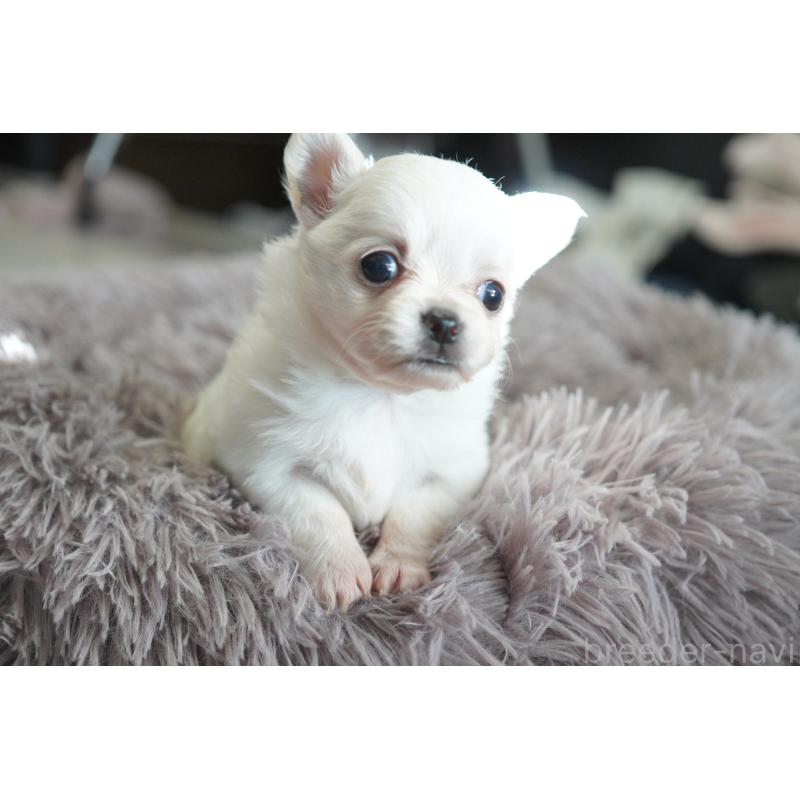 販売中の愛媛県のチワワ(ロングコート)-431912の4枚目