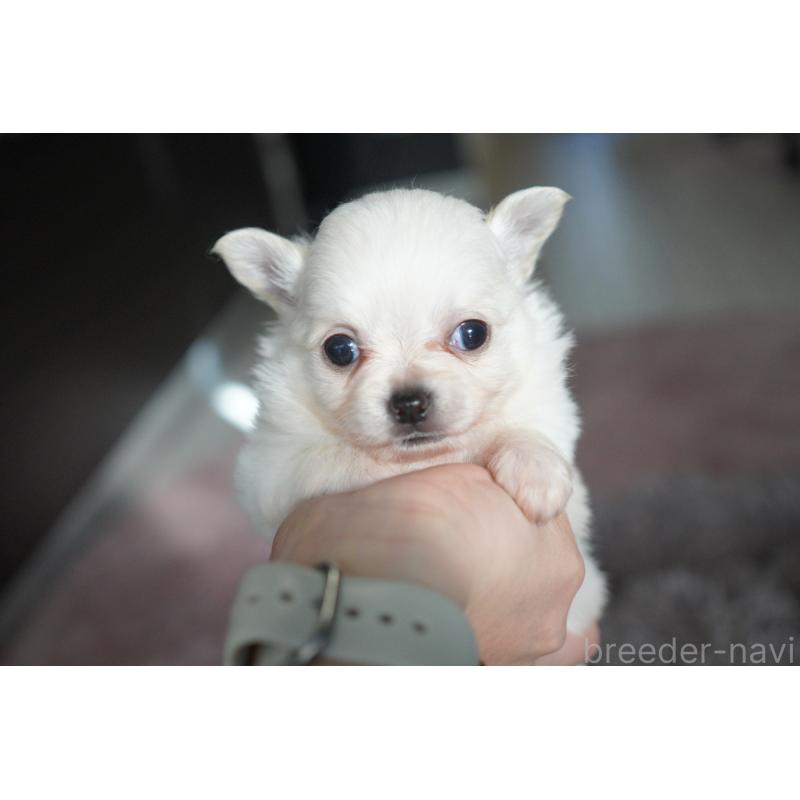 販売中の愛媛県のチワワ(ロングコート)-431912の1枚目