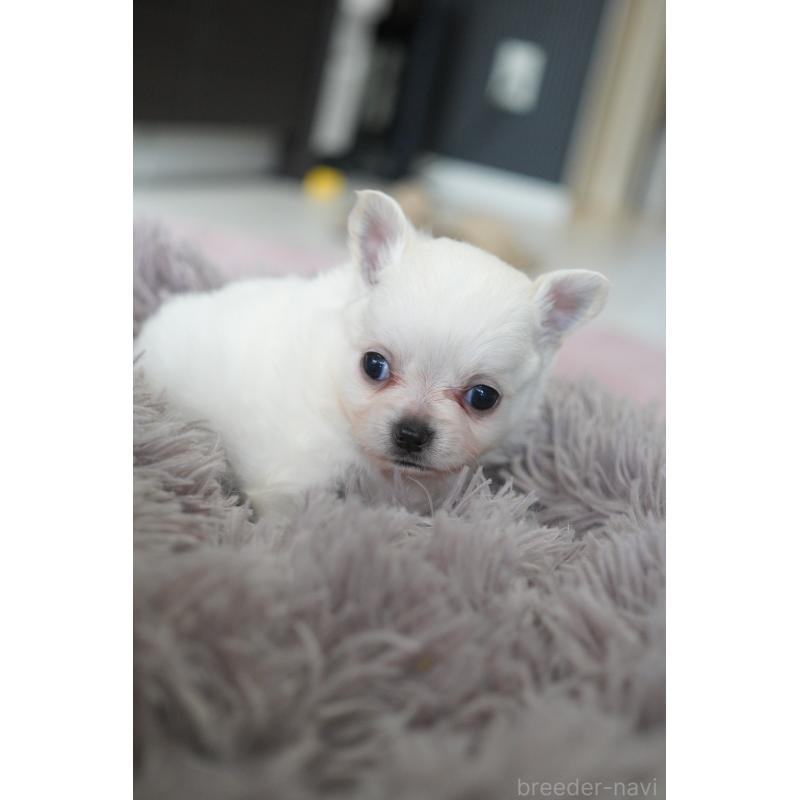 販売中の愛媛県のチワワ(ロングコート)-431912の3枚目