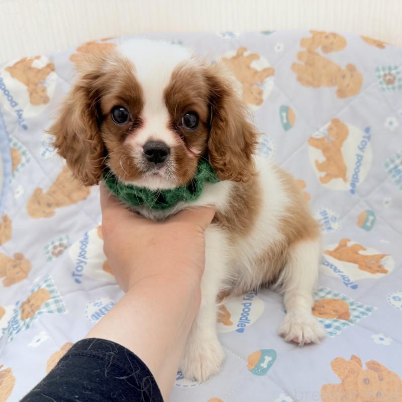 販売中の埼玉県のキャバリアキングチャールズスパニエル-423549の1枚目