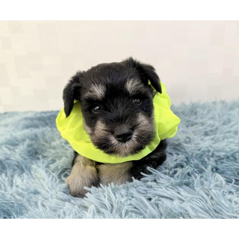 成約済の埼玉県のミニチュアシュナウザー-429336の5枚目