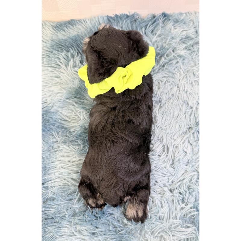 成約済の埼玉県のミニチュアシュナウザー-429336の3枚目