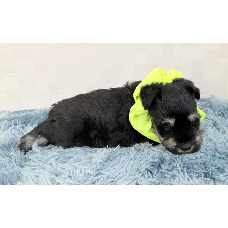 成約済の埼玉県のミニチュアシュナウザー-429336の2枚目