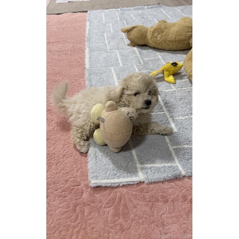 成約済の佐賀県のトイプードル-431365の2枚目