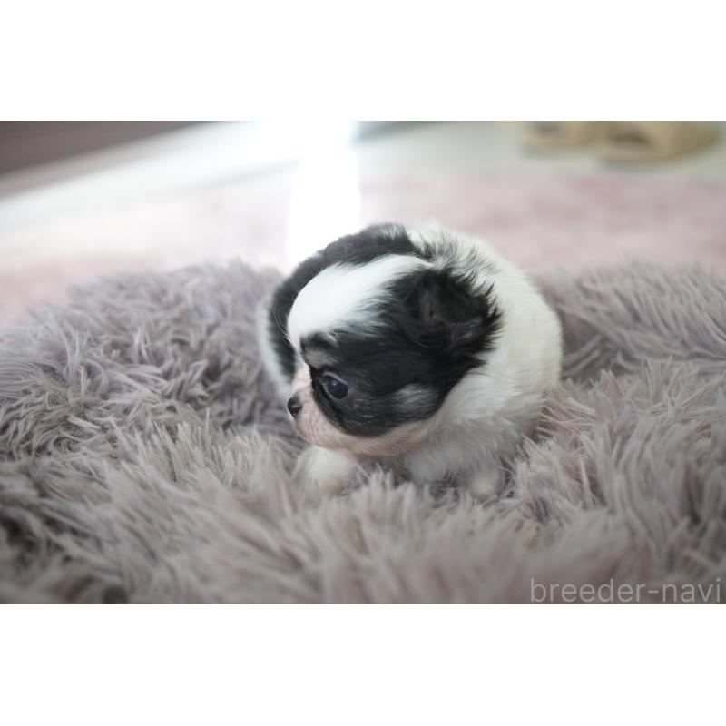 販売中の愛媛県のチワワ(ロングコート)-431913の4枚目