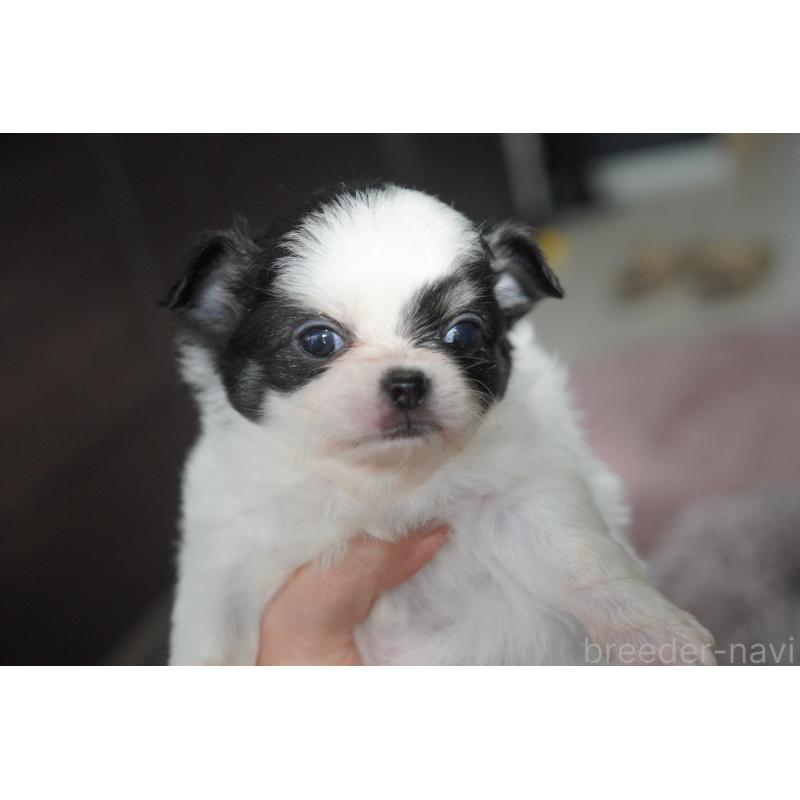 販売中の愛媛県のチワワ(ロングコート)-431913の3枚目