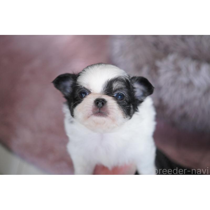 販売中の愛媛県のチワワ(ロングコート)-431913の2枚目