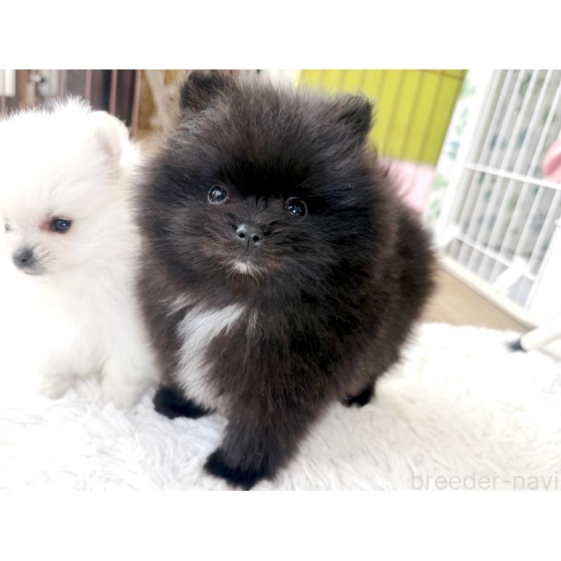 販売中の神奈川県のポメラニアン-431914の5枚目