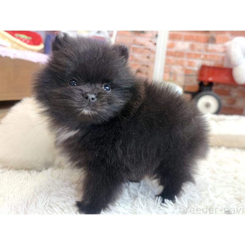 販売中の神奈川県のポメラニアン-431914の4枚目