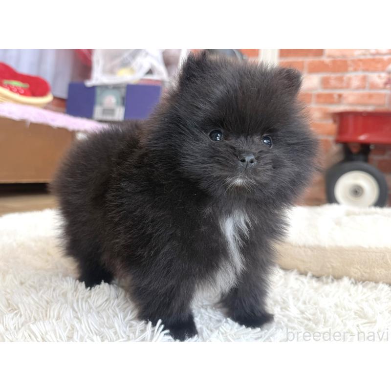 販売中の神奈川県のポメラニアン-431914の3枚目