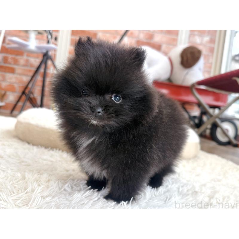 販売中の神奈川県のポメラニアン-431914の2枚目