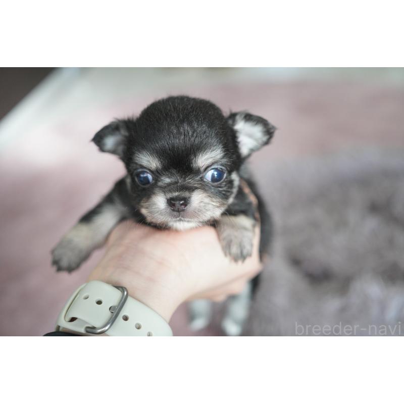 販売中の愛媛県のチワワ(ロングコート)-431915