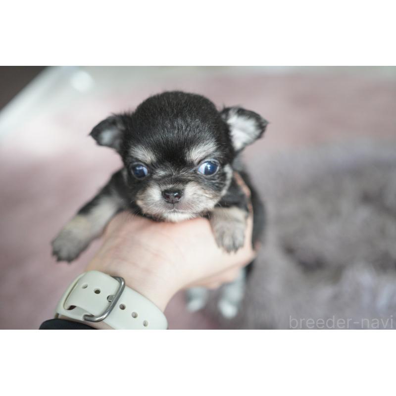 販売中の愛媛県のチワワ(ロングコート)-431915の3枚目