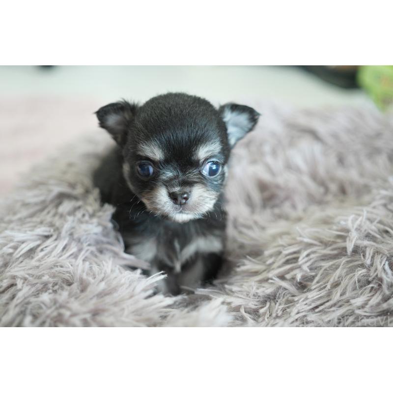 販売中の愛媛県のチワワ(ロングコート)-431915の2枚目