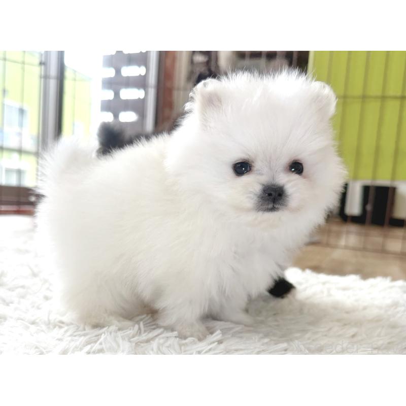 販売中の神奈川県のポメラニアン-431917の6枚目