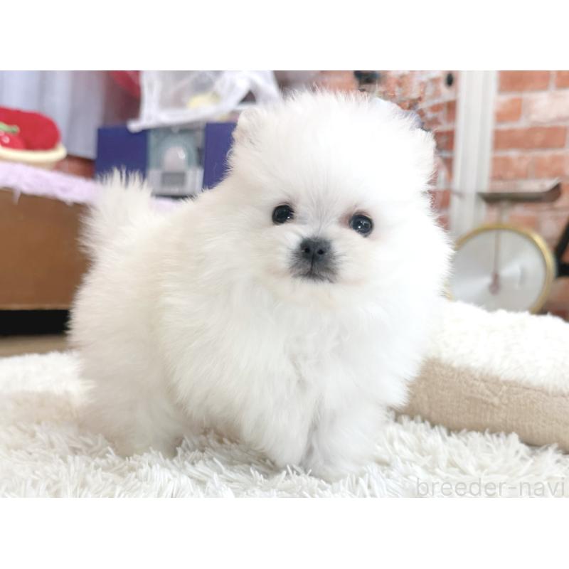 販売中の神奈川県のポメラニアン-431917の5枚目