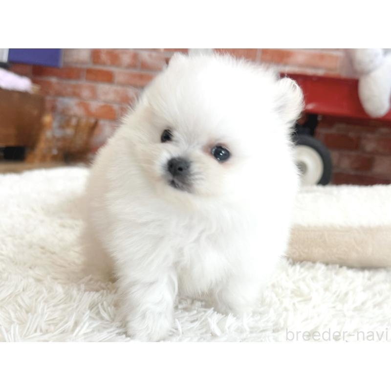 販売中の神奈川県のポメラニアン-431917の4枚目