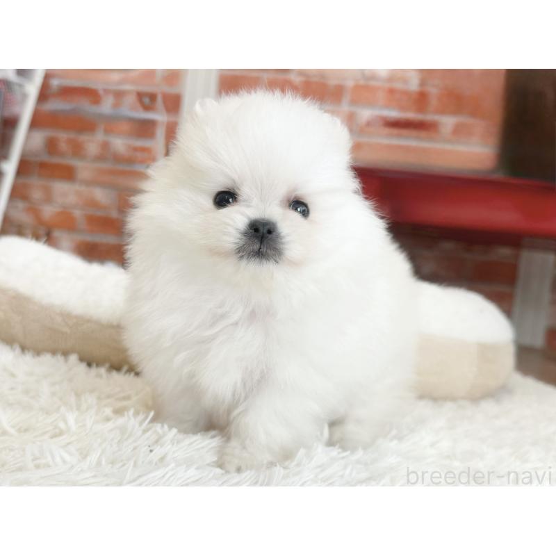 販売中の神奈川県のポメラニアン-431917の3枚目