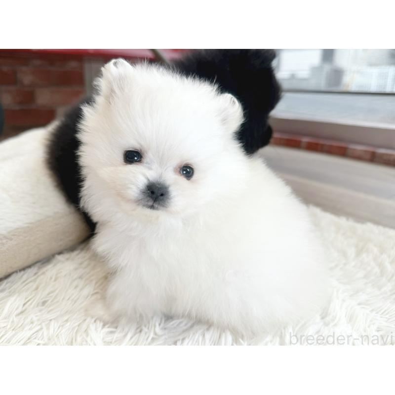 販売中の神奈川県のポメラニアン-431917の2枚目