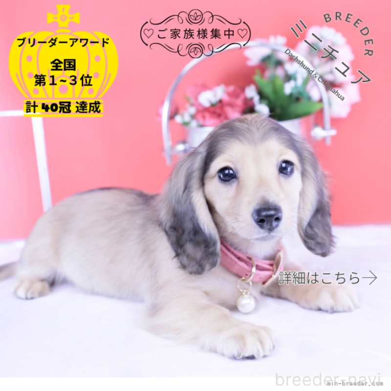 販売中の愛知県のミニチュアダックスフンド(ロングヘアード)-421513